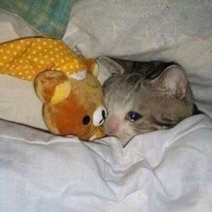 Meet your Posher, Joel